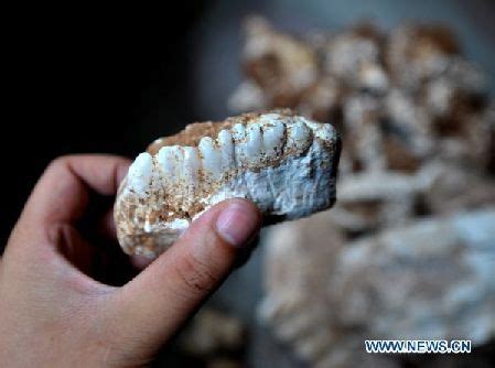 Fossilized elephant teeth discovered in C China