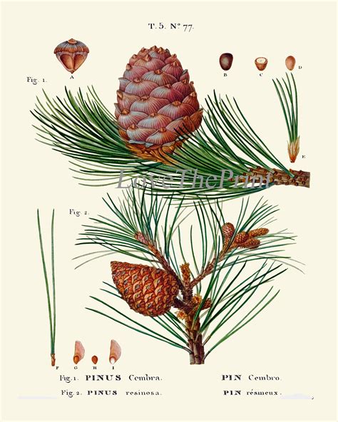 Pine Cone Tree Botanical Wall Art Prints set of 6 Beautiful | Etsy