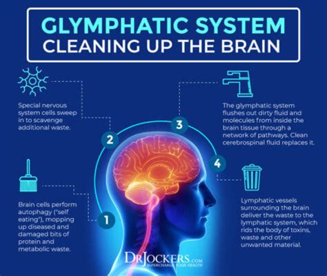 Glymphatic System: Critical For Brain and Immune Health