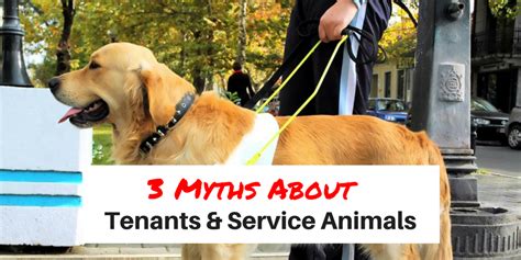 3 Myths About Tenants & Service Animals | San Diego Premier Property Management