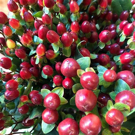 Burgundy Hypericum Berries | DIY Wedding Flowers | Flower Moxie ...