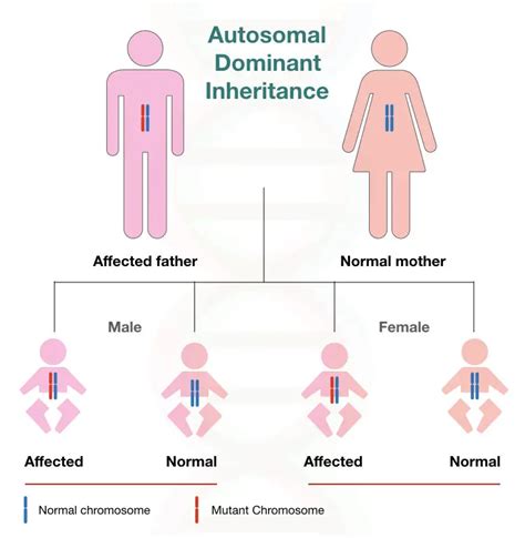 Different Types of Genetic Inheritance Patterns