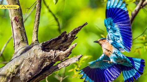 Bardia National Park | Nepal’s Hidden Gem