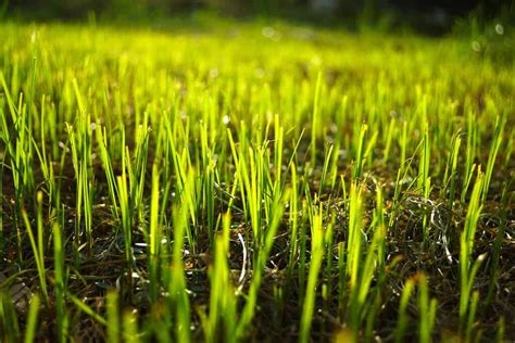 How Often to Cut Your Grass (Plus Tips on Keeping Your Lawn Perfect ...