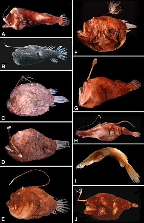 Meet the anglerfish: the most famous 'deep sea monster'