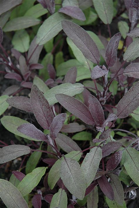 Purple Sage - Buchanan's Native Plants