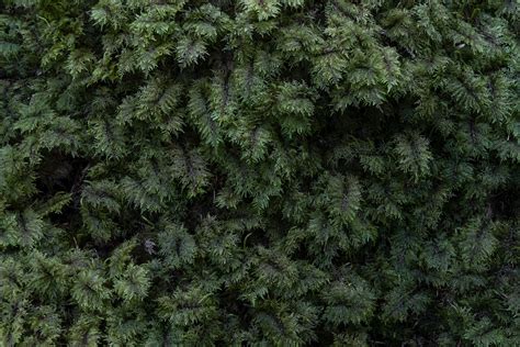 Why Not Choose Cedar As A Hedge? | Garden lovers