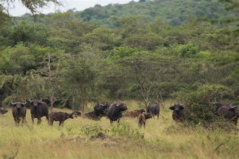 African Buffalo — Destination Uganda Travelers