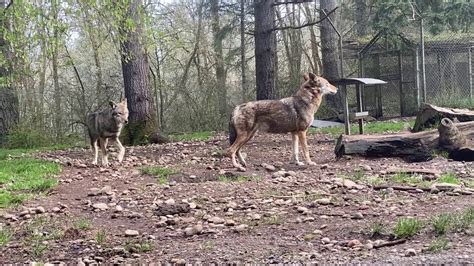 How to warm up for a red wolf howl - YouTube