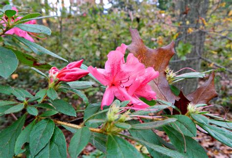 10 Types of Azaleas for Your Flower Garden