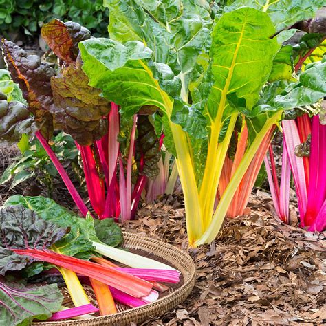 Swiss Chard Rainbow Mix – Weston seed