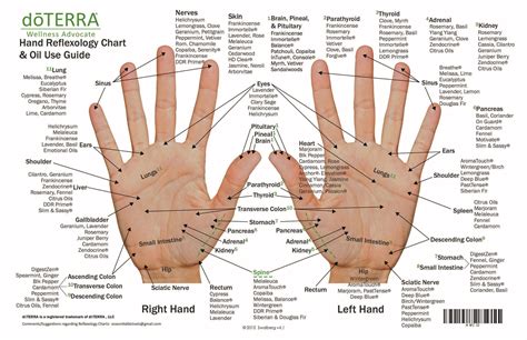 10 Pack MINI Essential Oil Reflexology Chart & Oil Use Guide | Etsy Essential Oil Chart ...