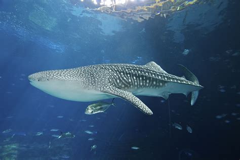 The Journey Begins: A Promising Partnership for Whale Shark Research | Georgia Aquarium