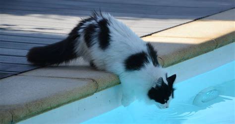 Can Cats Swim? - The Happy Cat Site