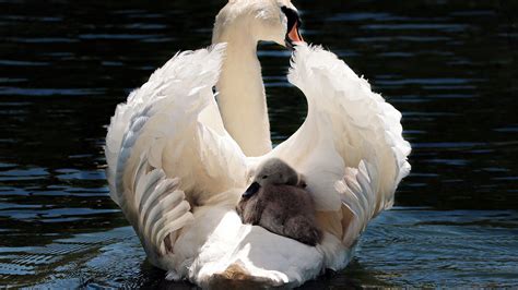 Desktop Wallpaper Swan, Baby Birds, Swim, Hd Image, Picture, Background, Wlzzzz