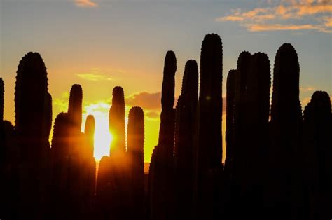 Premium Photo | Calm cactus desert sunset