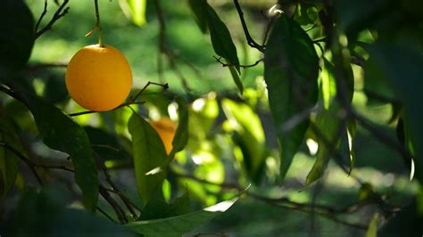 Orange Harvest Stock Video Footage for Free Download