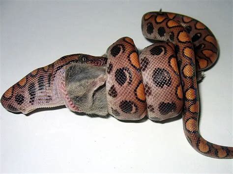 Boa Constrictor Care Sheet | Reptiles' Cove