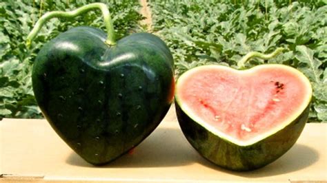 Grow More Watermelon | Square watermelon, Watermelon, Fruit