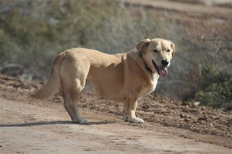 Basset Hound Lab Mix - Bassador | Shop for your Cause