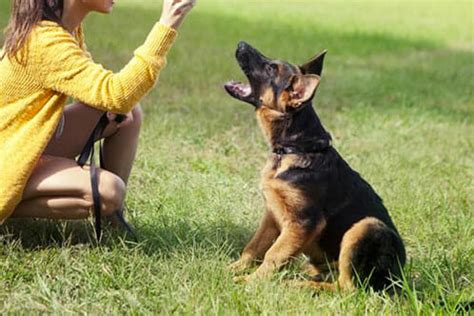 Why German Shepherd Obedience Training Is Necessary? - AllShepherd