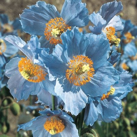 Iceland Poppy Flowers - Beautiful Insanity