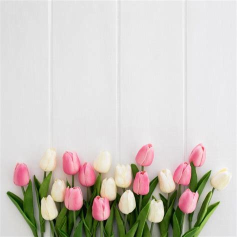 Download Beautiful Tulips White And Pink On White Wooden Background for free | Flower phone ...