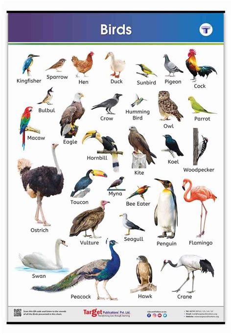 Bird Names Learning Chart | Educational Learning Chart for Kids ...