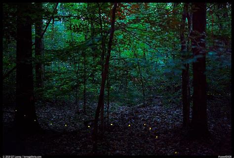 » Synchronous Fireflies Beyond the Smokies - from QT Luong's Blog