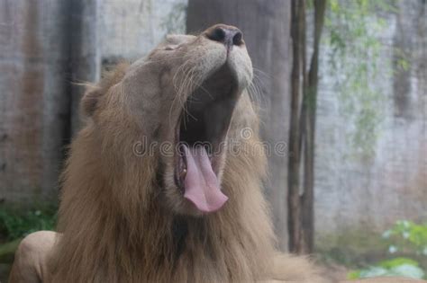 Close up yawning lion stock image. Image of predator - 293304513