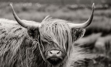 Highland Cow Wallpapers - Top Free Highland Cow Backgrounds ...