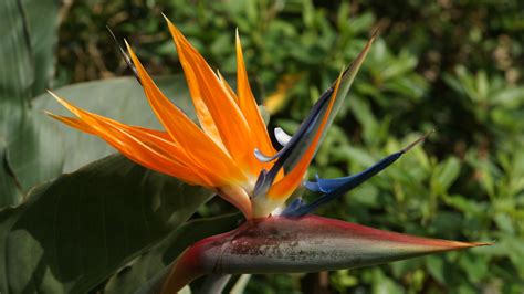 Bird of Paradise Flower Wallpaper - WallpaperSafari