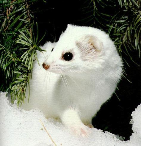 White Mink | Albino animals, Stoat, North american animals