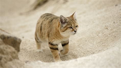 Scientists Spot Rare Arabian Sand Cat for the First Time Since 2005 | Mental Floss