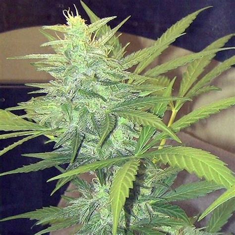 Skunk Weed Plant