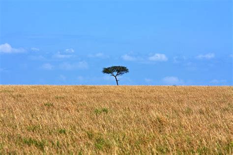 African Grasslands Photograph by Aidan Moran