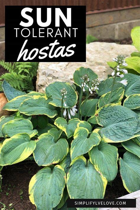 17 Beautiful Flowering Sun-Tolerant Hostas and Best Tips for their Care - Simplify, Live, Love