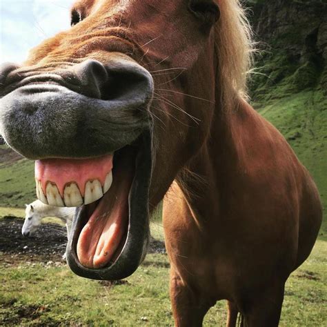 These Hilarious Photos of Horses Smiling Will Make Your Day | Always Pets