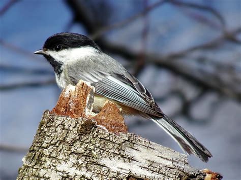 State Bird Of Massachusetts Photograph by Lyuba Filatova - Fine Art America