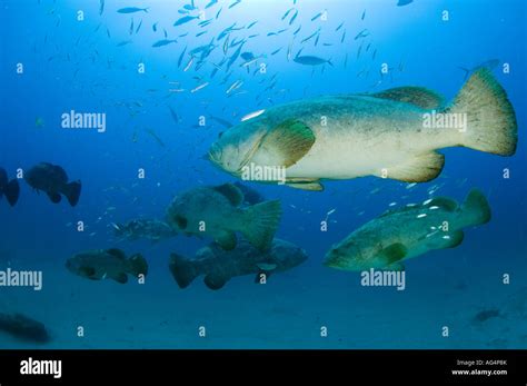 Spawning aggregation of Goliath Grouper Epinephelus itajara in Jupiter ...