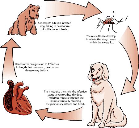 What Happens If You Dont Treat Heartworms In Dogs