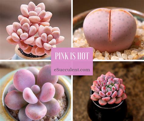 PINK is hot. Get these beautiful pink succulents. Worldwide Shipping! Where To Buy Succulents ...