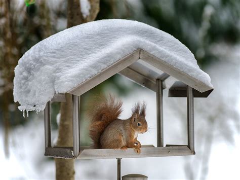 Squirrel in the snow - by Marc Tornambé | Squirrel, Small pets, Pet birds