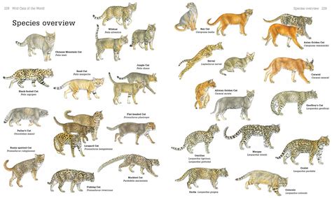 Secrets of the World’s 38 Species of Wild Cats – National Geographic Society Newsroom