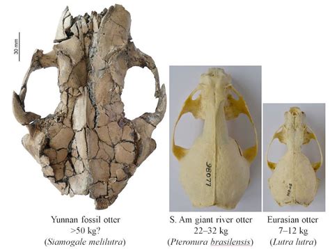 Photos: Fearsome Ancient Otter Was As Large As a Wolf | Live Science