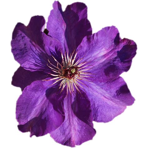 Purple Flower Transparent Images - PNG Play