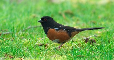 NW Bird Blog: Rufous-sided Towhee