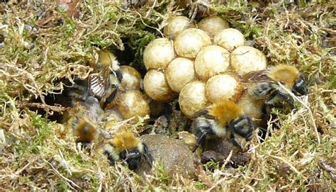 The inside of a bumblebee nest can appear quite messy and disorganised ...