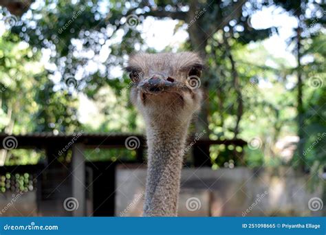 Ostriches stock image. Image of birds, flightless, thesomali - 251098665