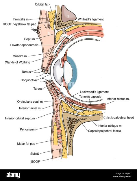 Orbital Septum Anatomy